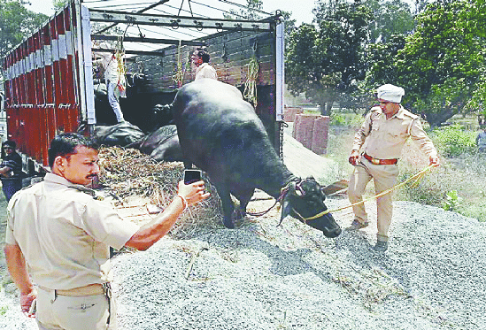 The animal trader was taking 16 buffaloes for the plot, ran to see the media