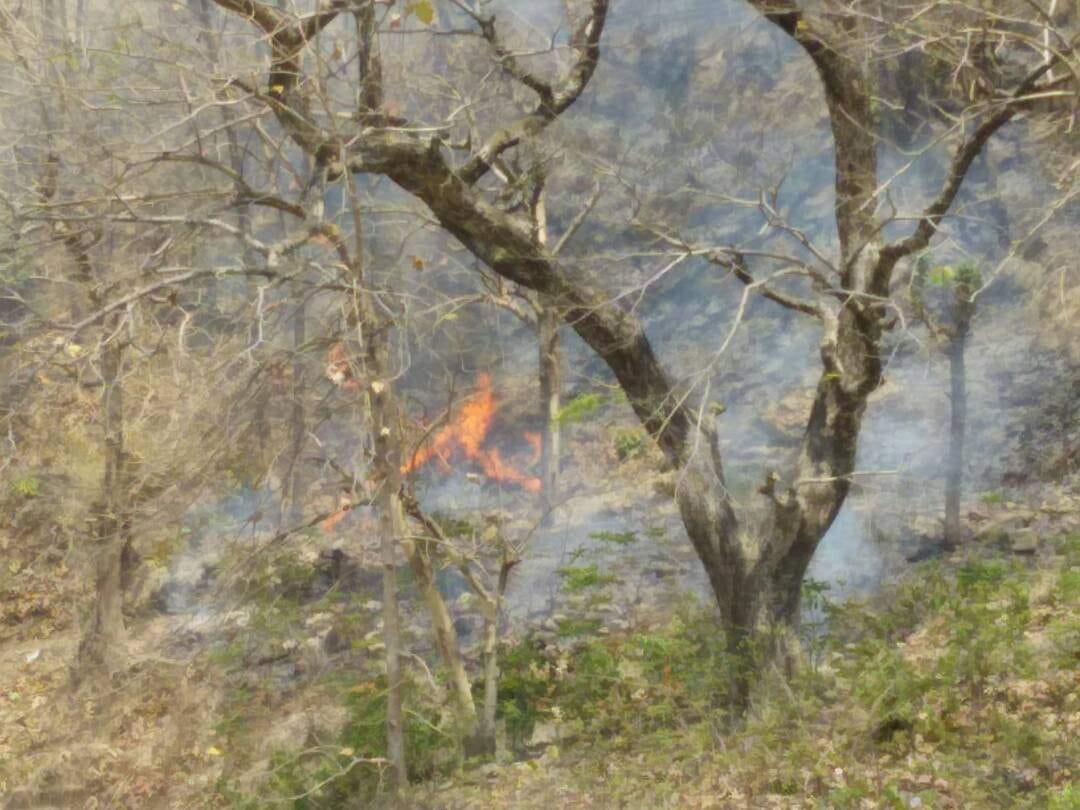 Fire in the forest of Kotdwar range.