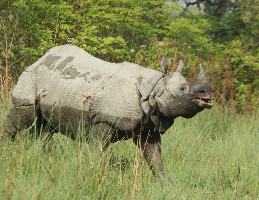 Dudhwa will be divided into family of rhinos