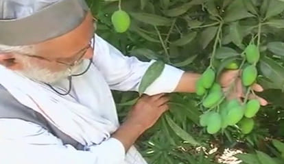 yogi mango coming soon in market from lucknow