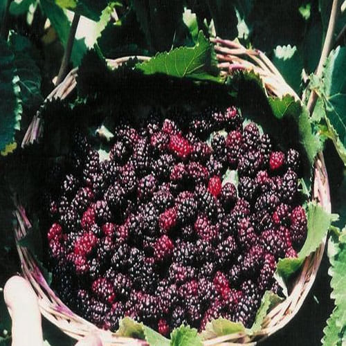 If Acidity and Gastric makes your life hell then bring mulberry at your home