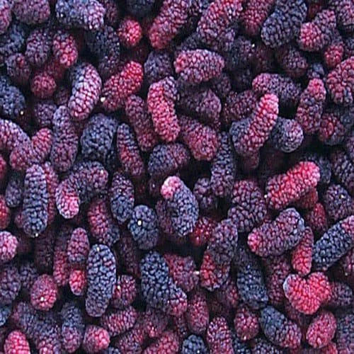 If Acidity and Gastric makes your life hell then bring mulberry at your home