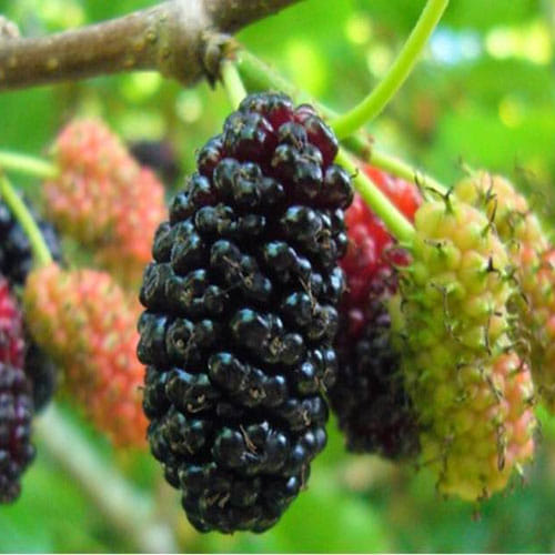 If Acidity and Gastric makes your life hell then bring mulberry at your home