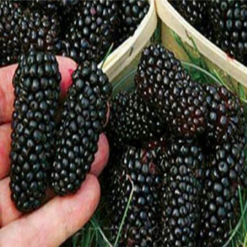 If Acidity and Gastric makes your life hell then bring mulberry at your home