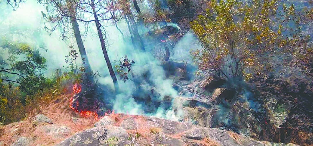 The forest of Ladhia is in the grip of fire