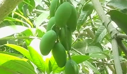 yogi mango coming soon in market from lucknow
