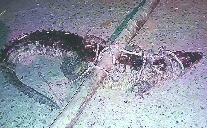 Half in village Rajarampur Night crocodile