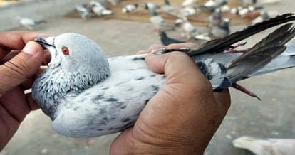 spy pigeon from pakistan founded