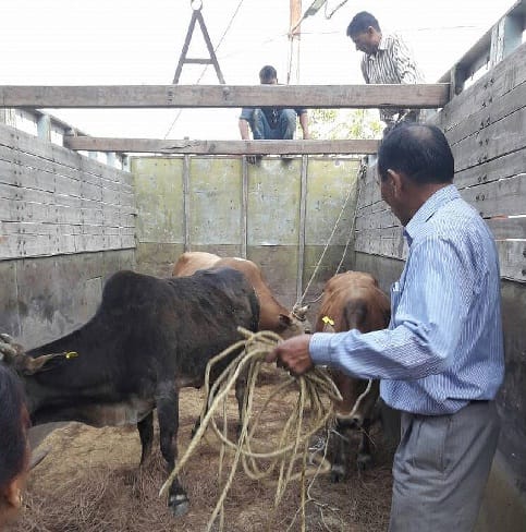  13 cattle grazing go unmanned and sent to Goh Sadan 