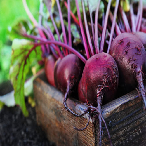 Include these things in your diet to avoid anemia