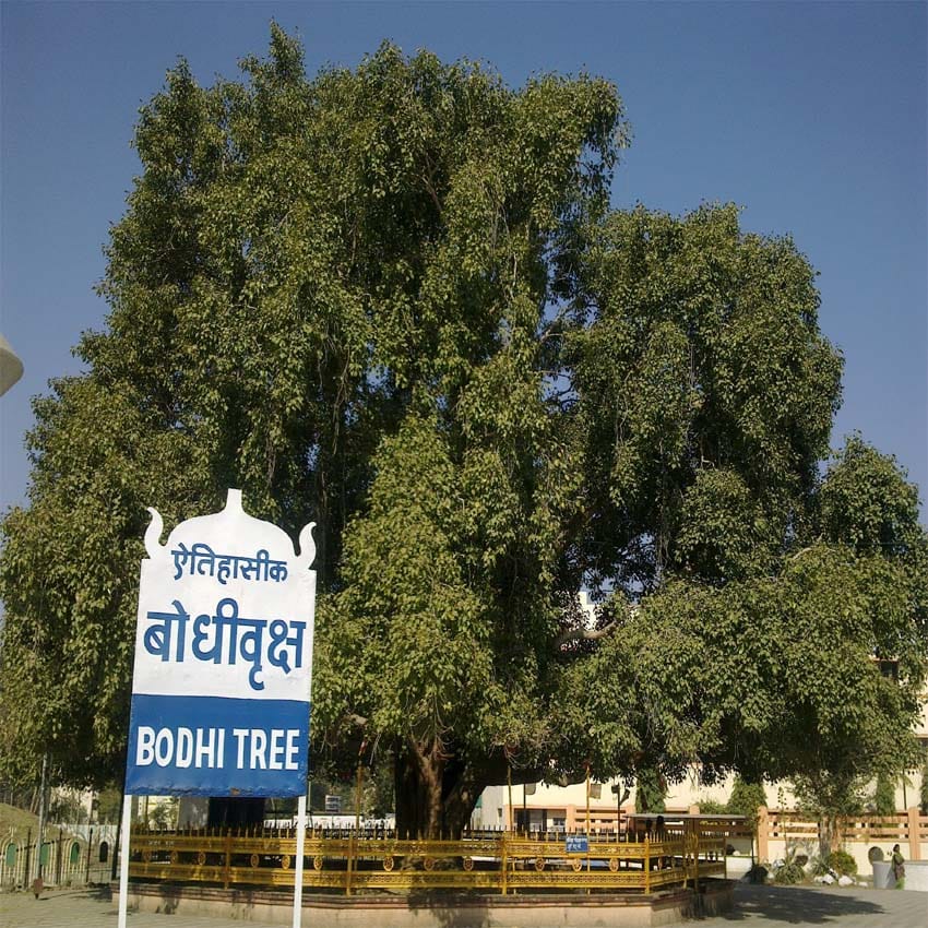 buddha purnima: bodhi tree stand with 12 pillar in mahabodhi temple
