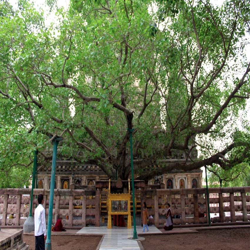 buddha purnima: bodhi tree stand with 12 pillar in mahabodhi temple
