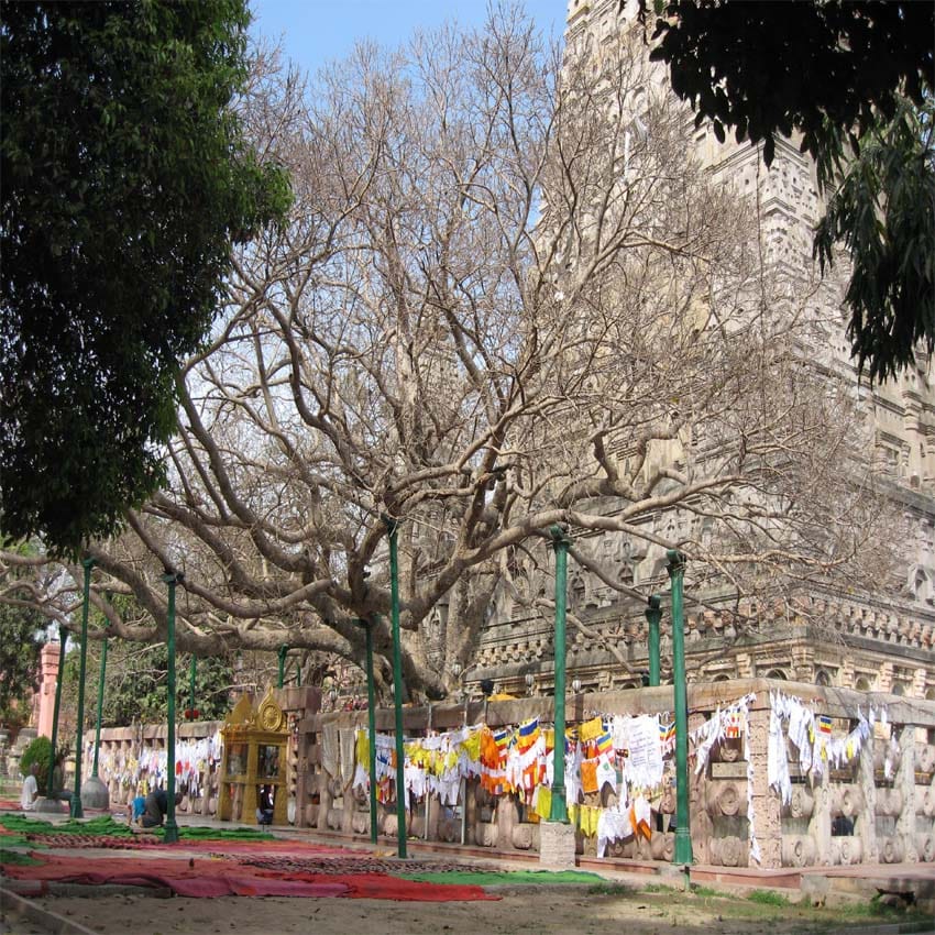 buddha purnima: bodhi tree stand with 12 pillar in mahabodhi temple