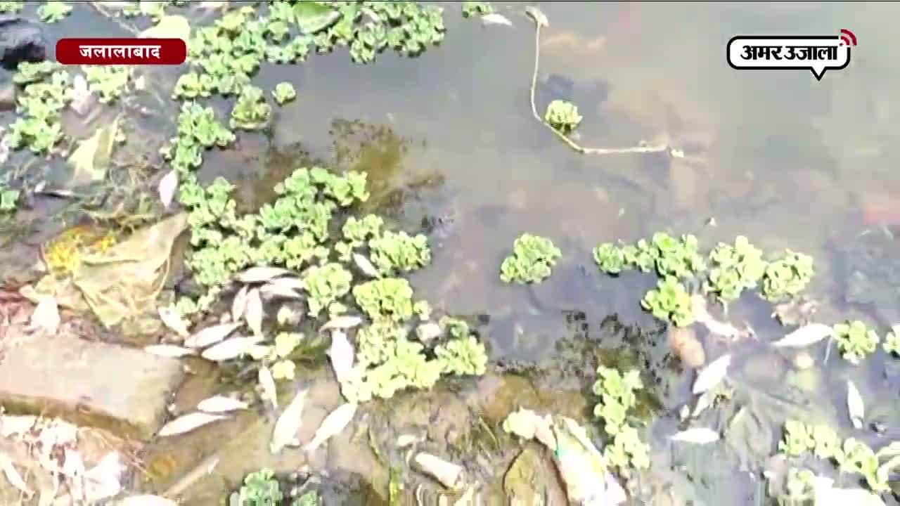 जलालाबाद में गर्मी से मर रही तालाब की मछलियां