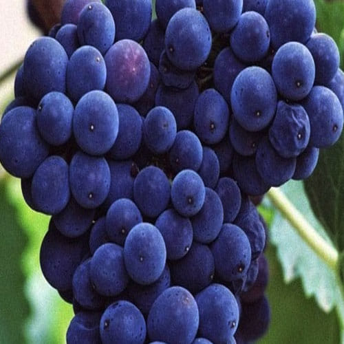 Know the best time of eating a particular fruit