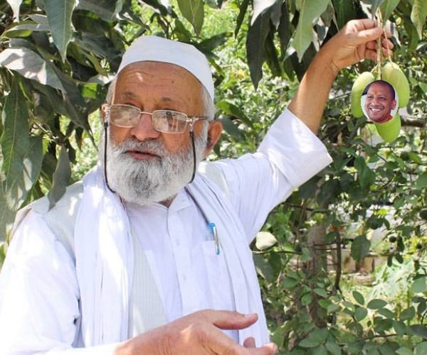 kalimullah grows mango named yogi