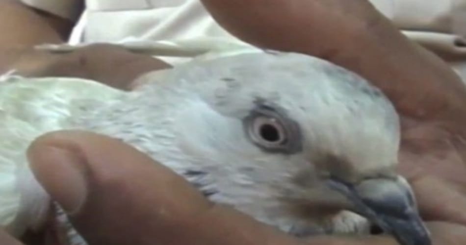 spy pigeon from pakistan founded