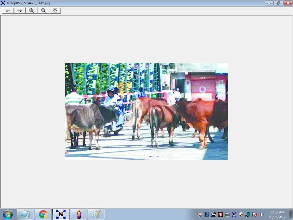 stray animals owing bridges