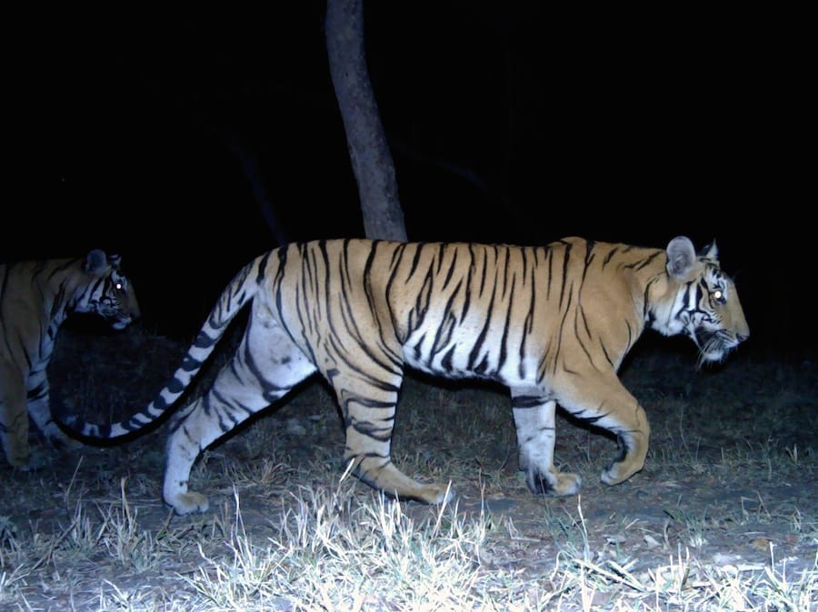 Wildlife Census 2017 will be conducted on 10th and 11th may in rajasthan
