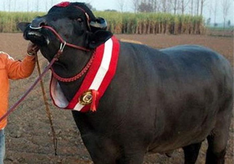 global rajasthan agritech meet will be start from 24 in kota