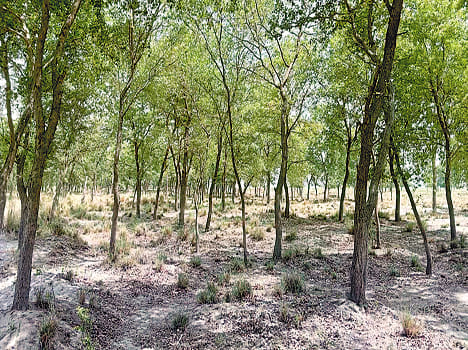 land sold by illegely