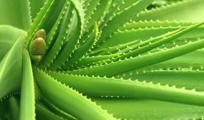 Know About Appropriate Time For Farming Of Aloe Vera