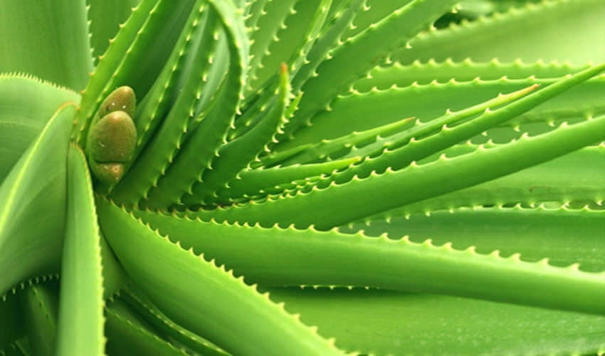 use aloevera gel as a night cream