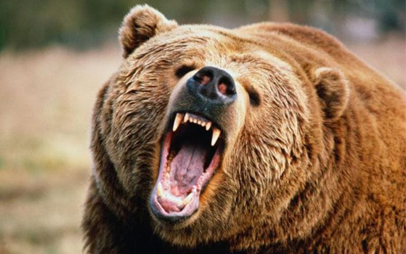 bear attack on woman in forest