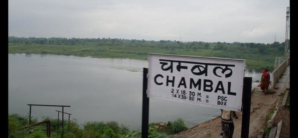 New Born Turtle in Chambal Sanctuary Wildlife Department increased monitoring