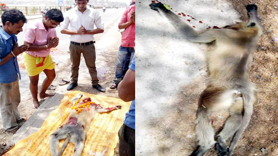 funeral of monkey in unnao