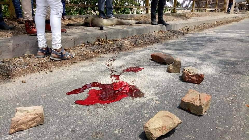funeral of monkey in unnao