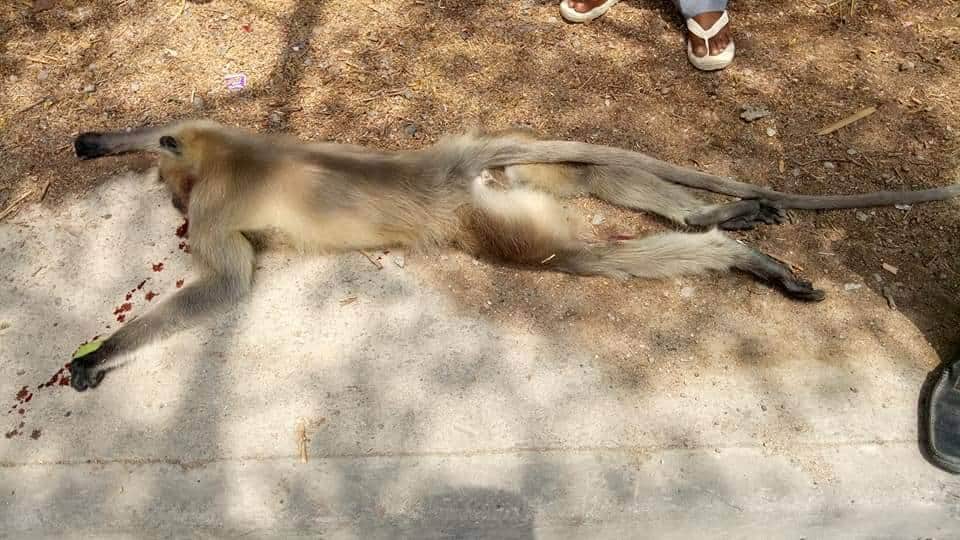 funeral of monkey in unnao