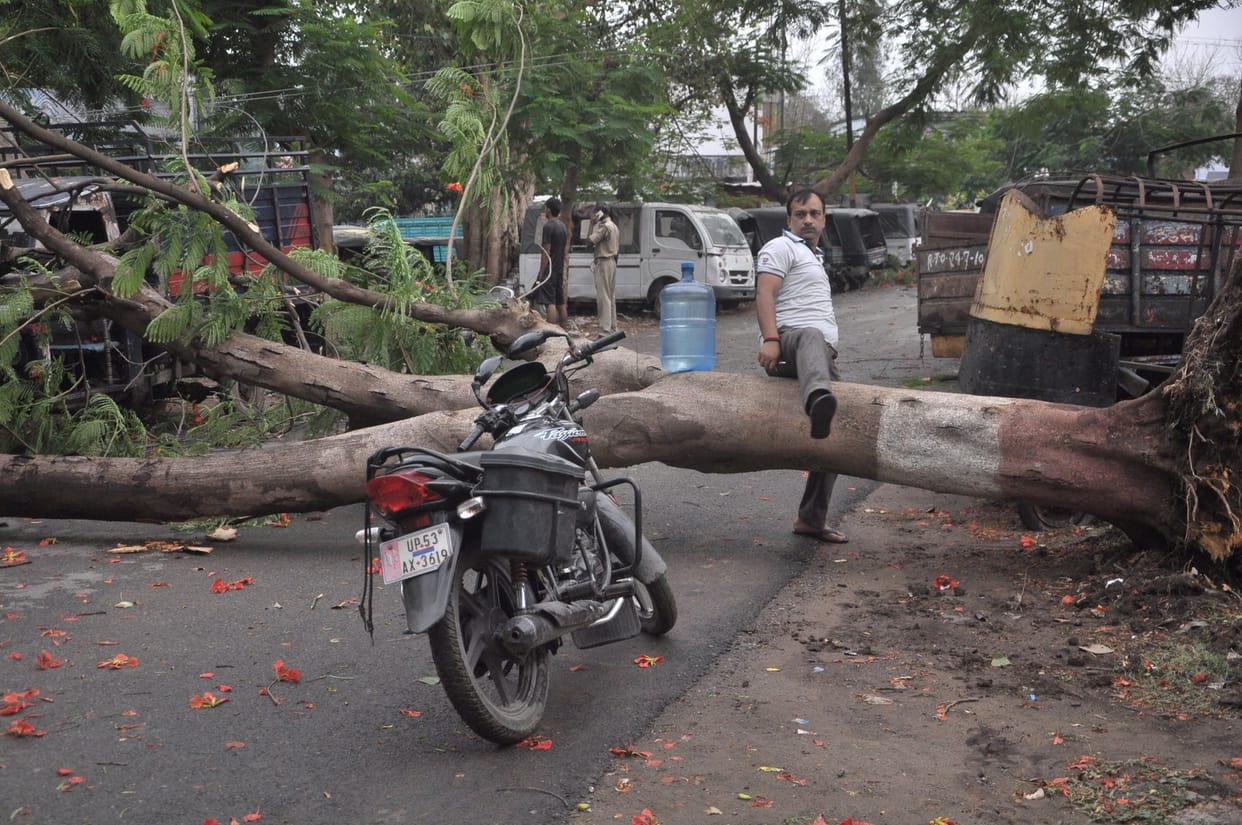 Due to storm many trees fell down