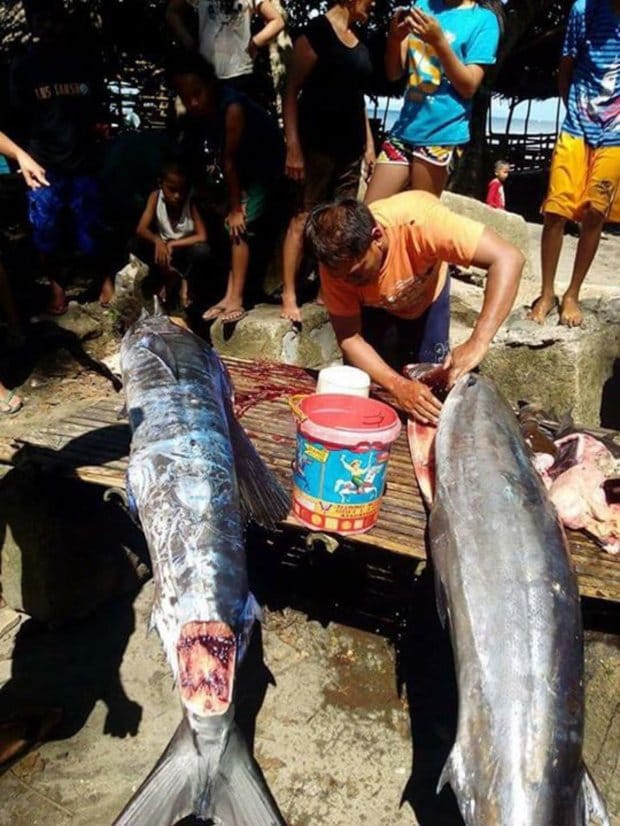 Fish covered with unique ‘tattoos’ caught in the Philippines  