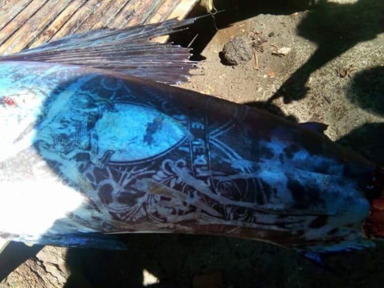 Fish covered with unique ‘tattoos’ caught in the Philippines  