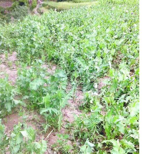 afeem plant destroy in chourghaty