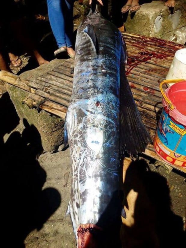Fish covered with unique ‘tattoos’ caught in the Philippines  