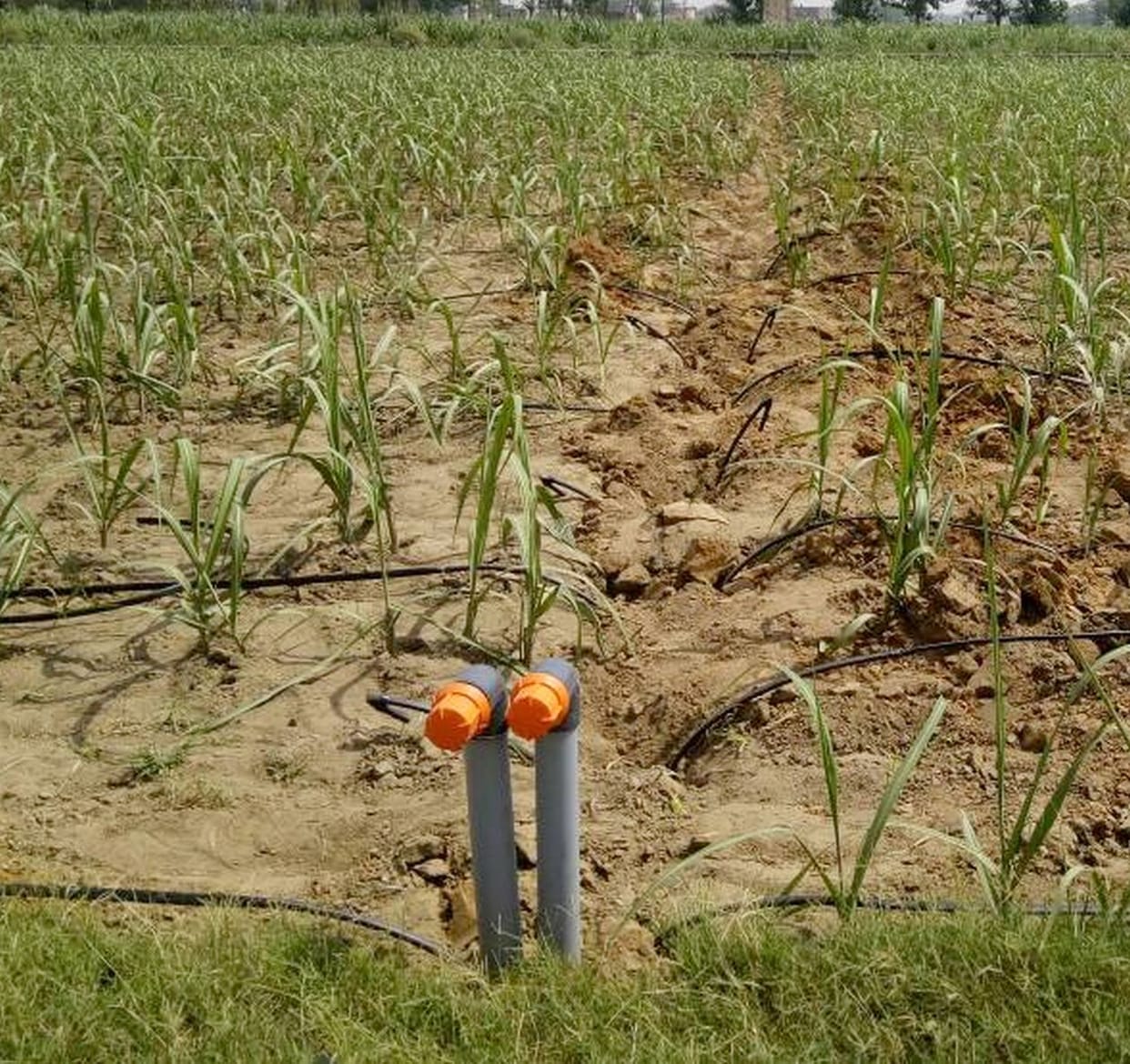 Irrigation of sugarcane will be showered by water.