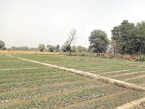 Gha Sadan's 100 Bigha Land