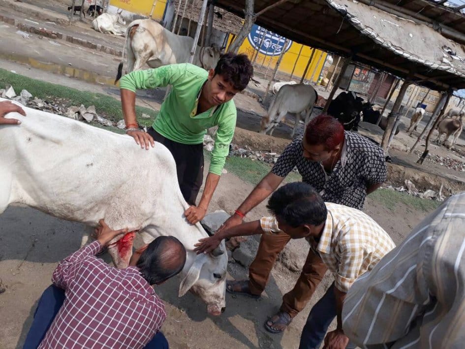 Animals wounded by blades