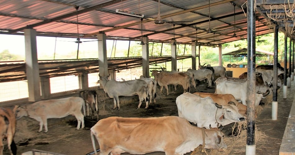 punjab government free electricty for  cow shed