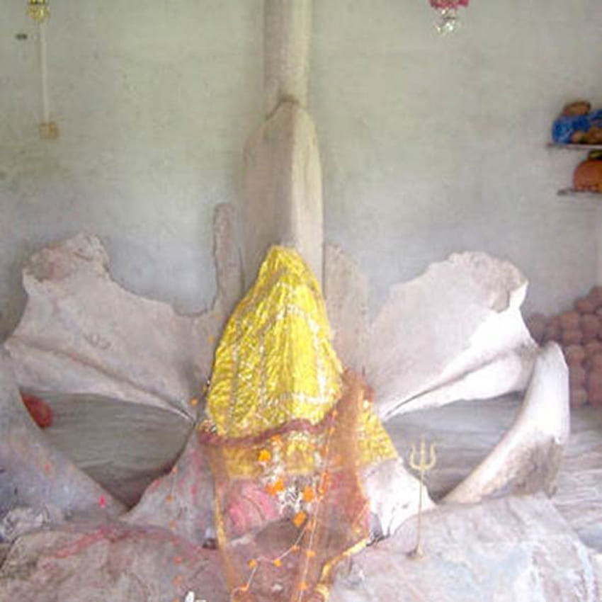 worship of Whale Fish Bones 
