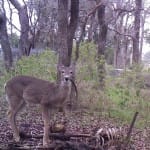 Deer caught feeding on human bones