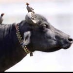 भैंस 