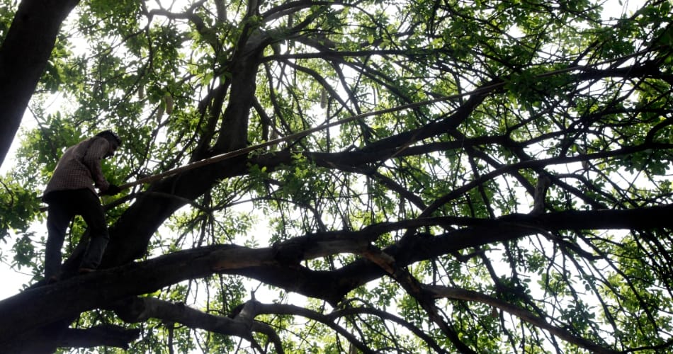 Snake climbed on tree, chandigarh unique news