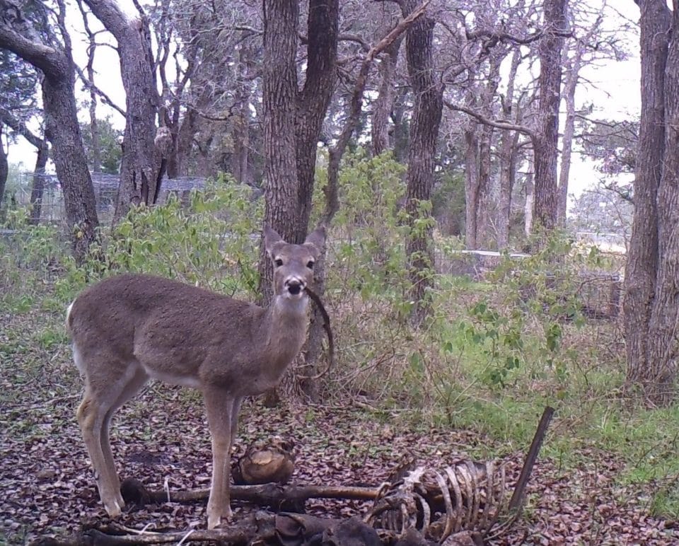 Deer caught feeding on human bones