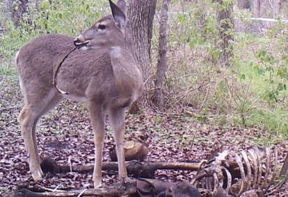 Deer caught feeding on human bones