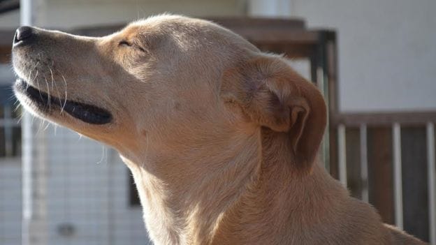 world most sad bitch lana's story is heart touching now she is searching her home