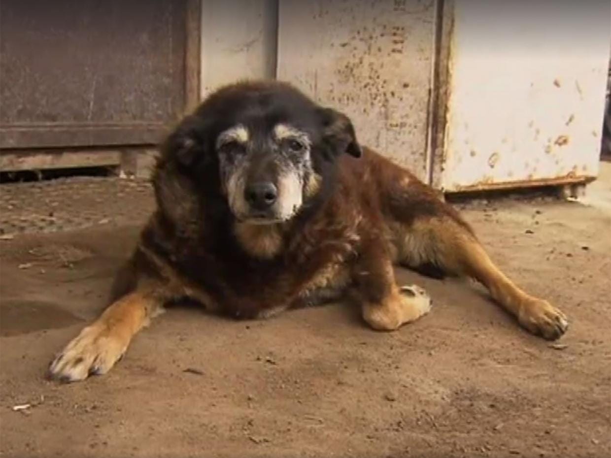 world most sad bitch lana's story is heart touching now she is searching her home