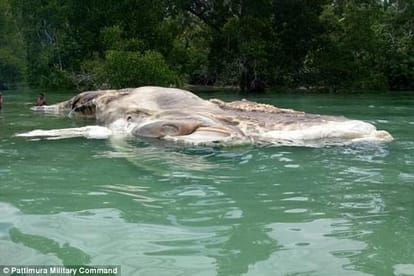 a 15 meter long slimy creature is found on Indonesian beach 
